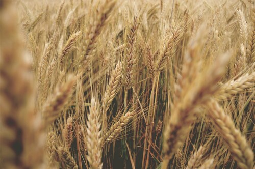 El índice de precios de los cereales de la FAO registra su tercera caída consecutiva