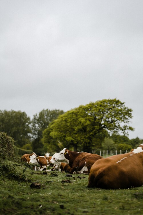 Faena de bovinos aumenta en comparación al primer trimestre del año anterior