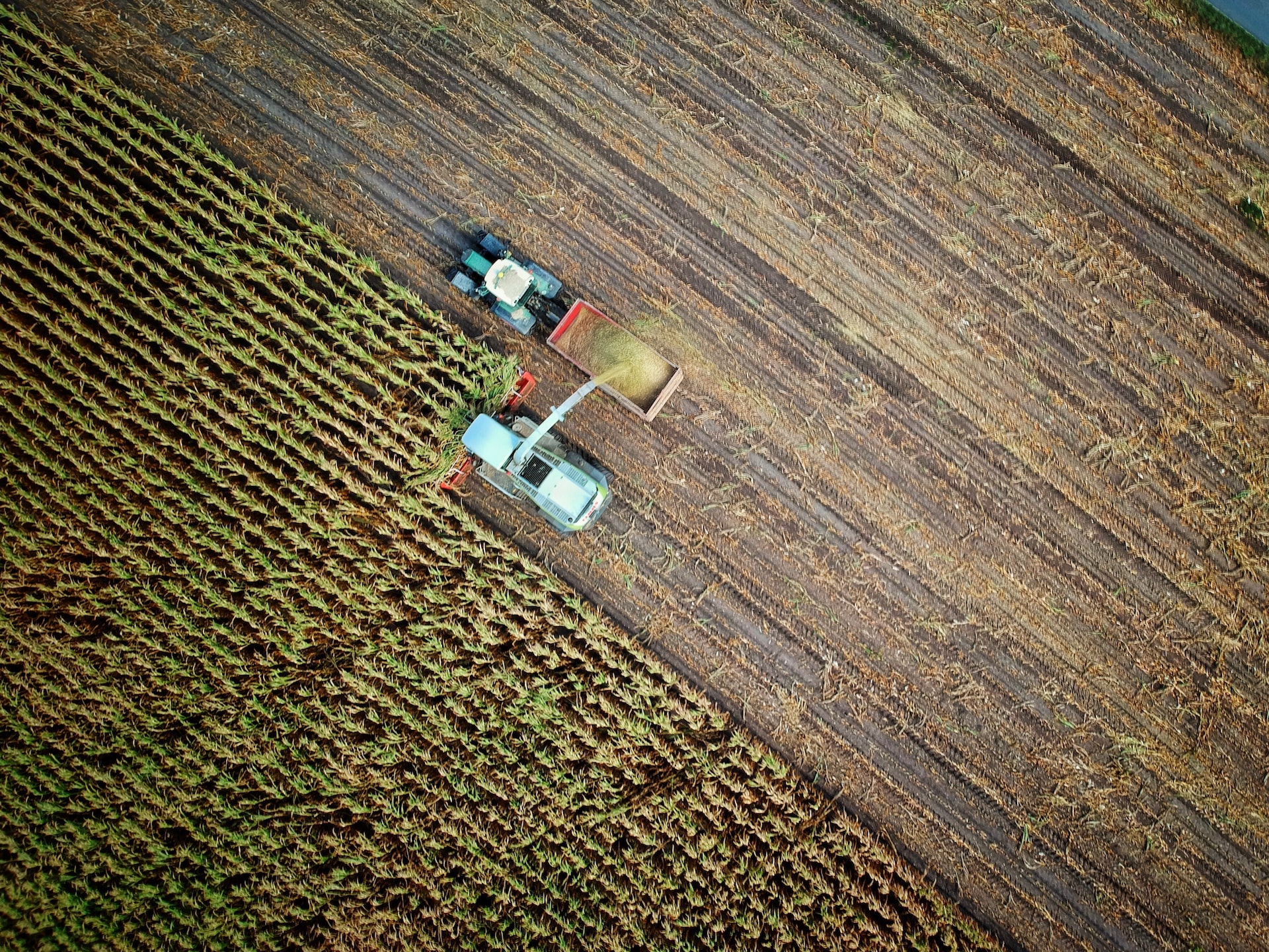 Argentina: las pérdidas por sequía son históricas para la soja