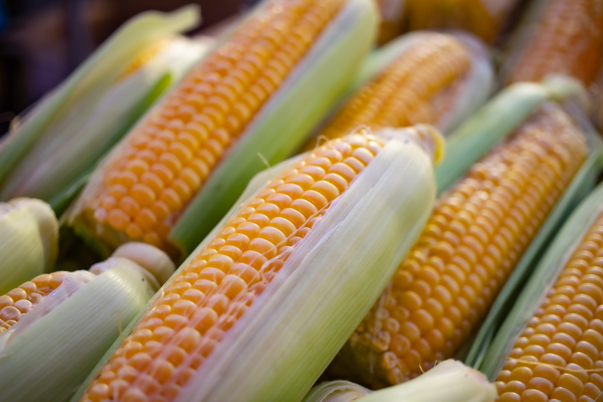 Menor oferta estimada para el maíz y la soja de los EE. UU.